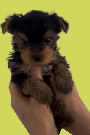 Yorkshire terrier