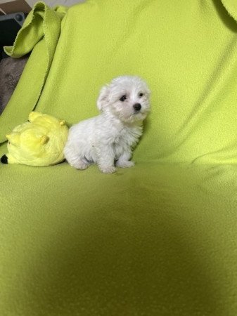 Bichon havanese