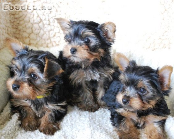 Yorkshire terrier kölykök