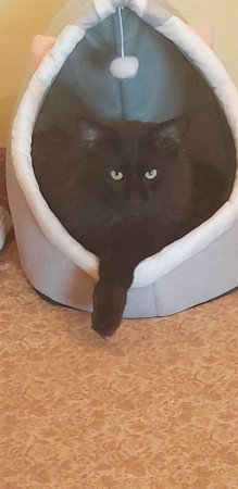 Main con cicàk gazdit keresnek