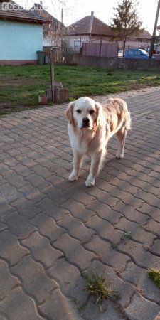 Ingyen elvihető 14 hónapos Golden Retriever kan.