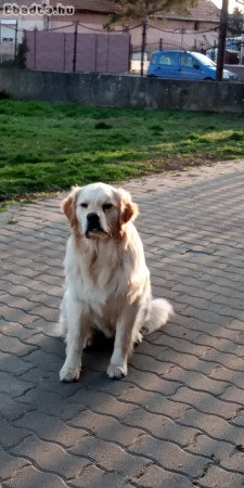 Ingyen elvihető 14 hónapos Golden Retriever kan.