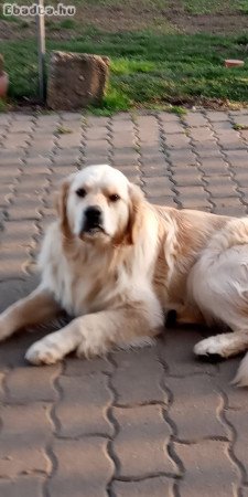 Ingyen elvihető 14 hónapos Golden Retriever kan.