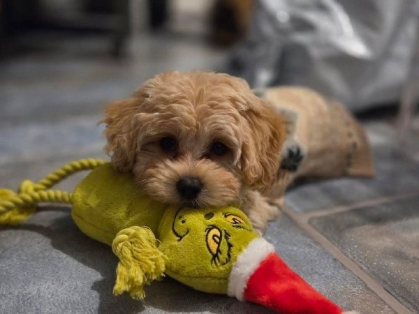 Maltipoo maltai selyemszoru es torpe uszkar