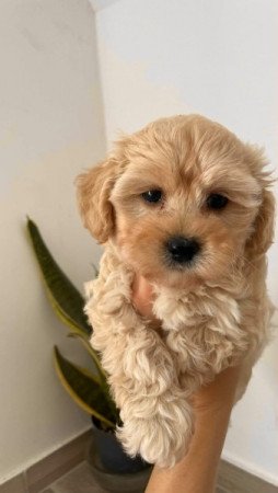 Maltipoo maltai selyemszoru es torpe uszkar