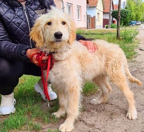 Golden retriever uszkár goldendoodle