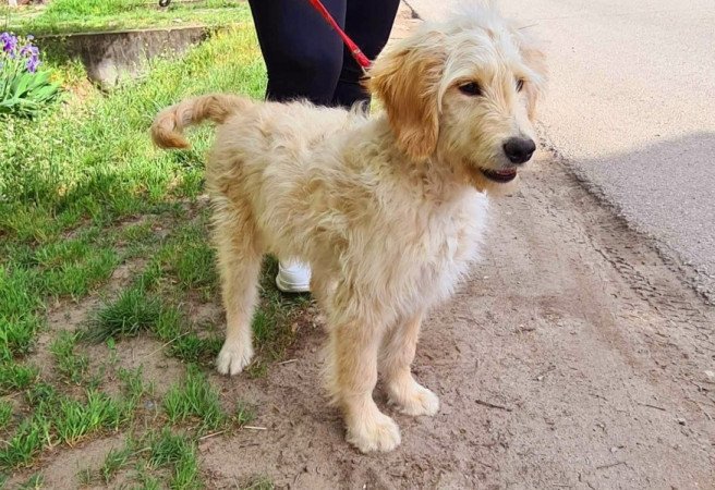 Golden retriever uszkár goldendoodle