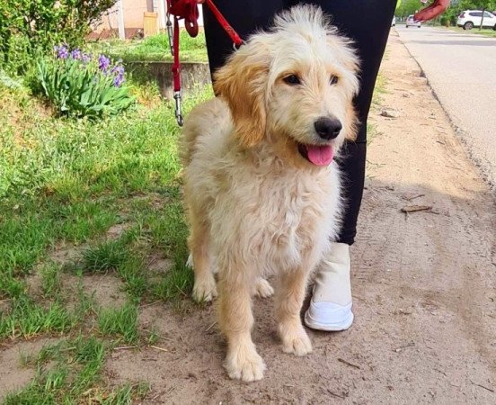 Golden retriever uszkár goldendoodle