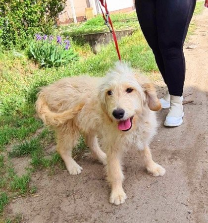 Golden retriever uszkár goldendoodle