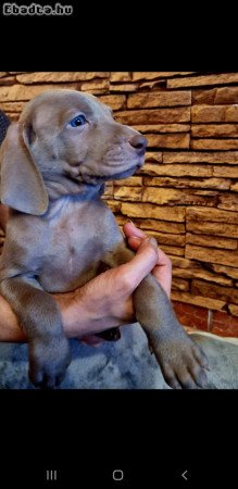 Weimari vizsla