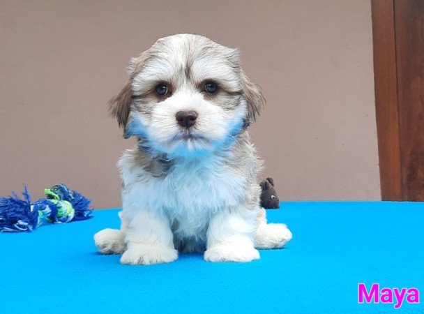 Bichon Havanese