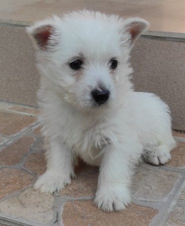 Westie