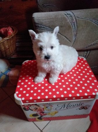 Westie