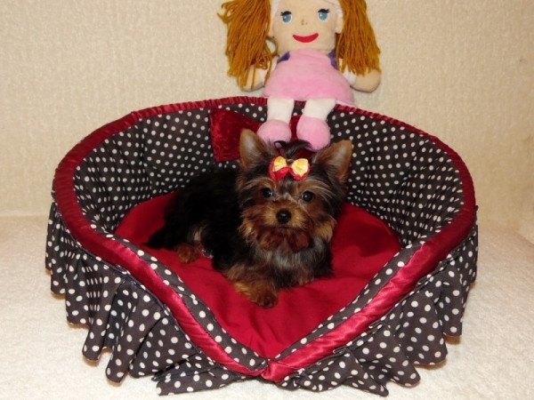 Yorkshire Terrier, Yorki