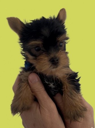 Yorkshire terrier