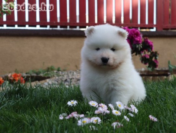 Samoyed male puppy FCI