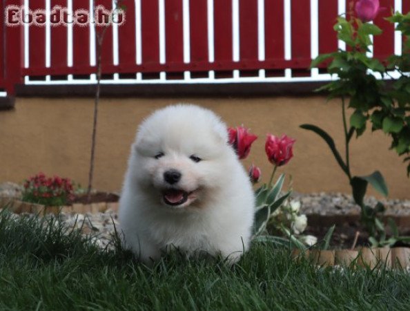 Samoyed male puppy FCI