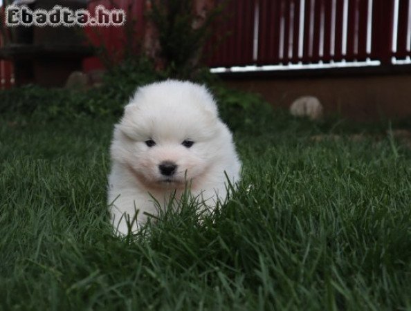 Samoyed male puppy FCI