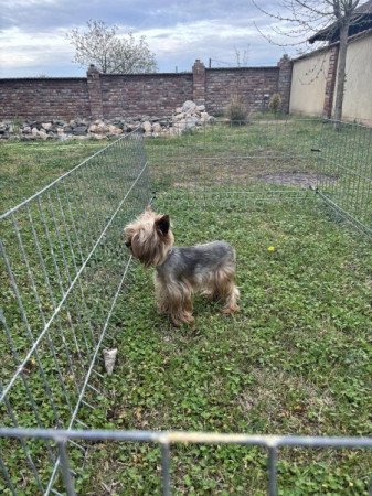 Yorkshire terrier