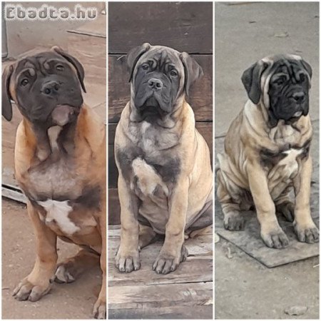 Törzskönyvezett Bullmasztiff kiskutyák elérhetők