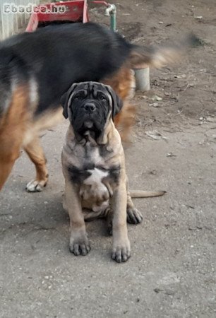 Törzskönyvezett Bullmasztiff kiskutyák elérhetők