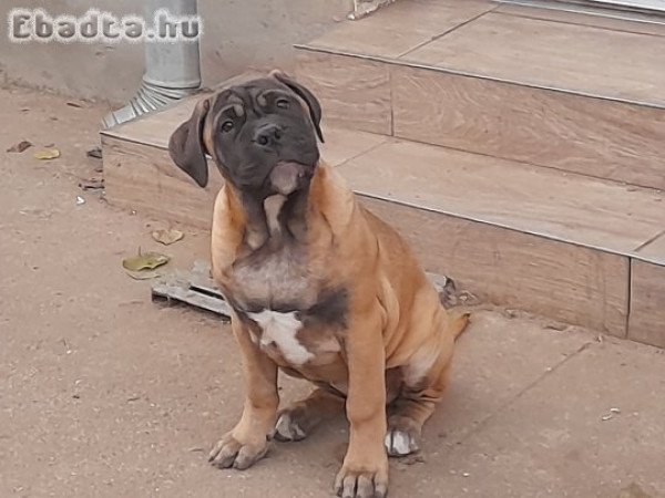 Törzskönyvezett Bullmasztiff kiskutyák elérhetők