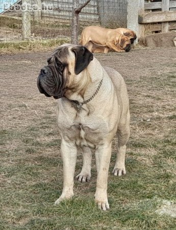 Törzskönyvezett Bullmasztiff kiskutyák elérhetők