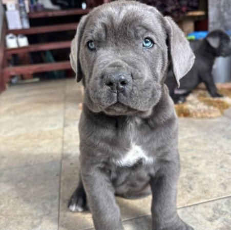 Cane corso