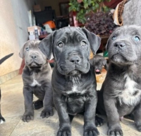 Cane corso