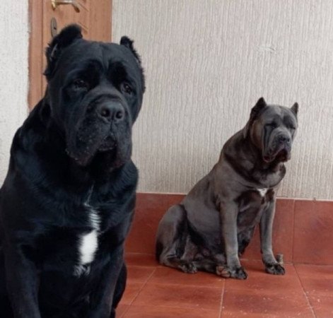 Cane corso