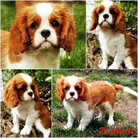 cavalier king charles spániel