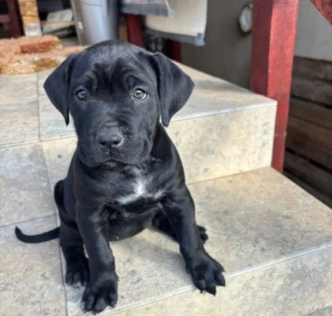 Cane corso
