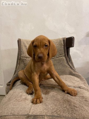 Simaszőrű magyar vizsla kölykök