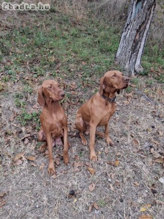 Simaszőrű magyar vizsla kölykök