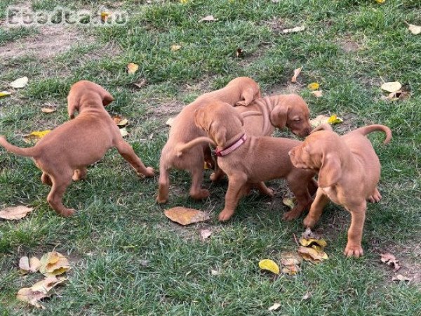 Simaszőrű magyar vizsla kölykök