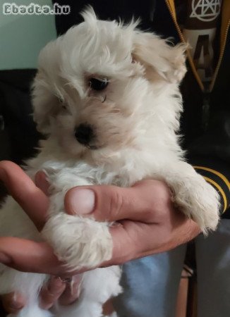 Bichon Havanese