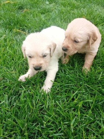 Golden Retriver