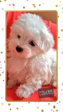 Bichon havanese
