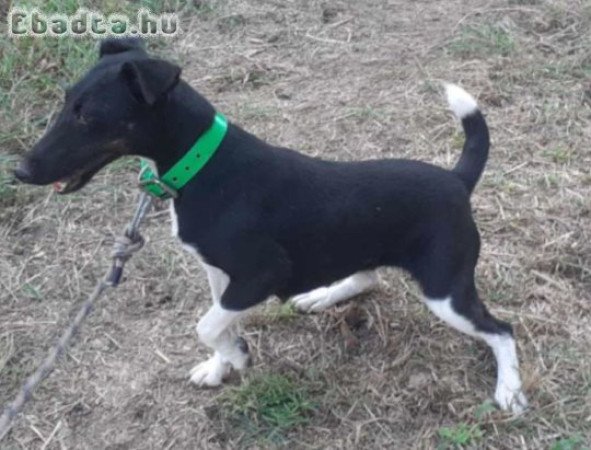 Törzskönyves Foxterrier szuka