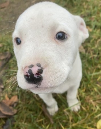 Amerikai staffordshire