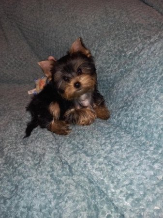 Yorkshire terrier