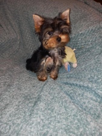 Yorkshire terrier