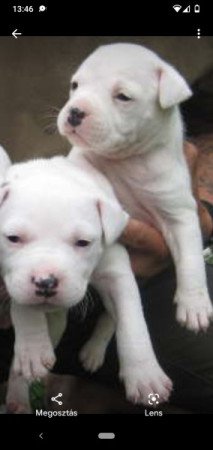 Staffordshire terrier