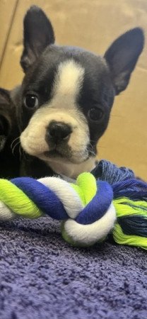 Boston Terrier