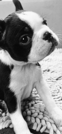 Boston Terrier