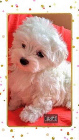 Bichon havanese