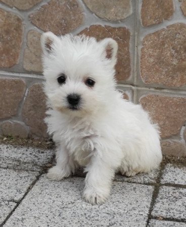 Westie