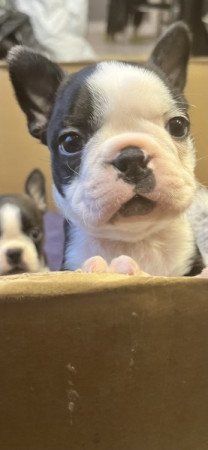 Boston Terrier