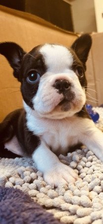 Boston Terrier