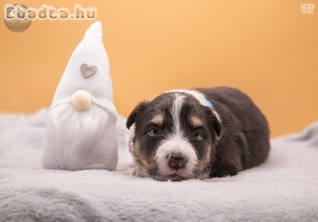 Törzskönyves Border Collie kiskutyák